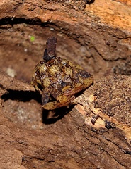 Tityus silvestris