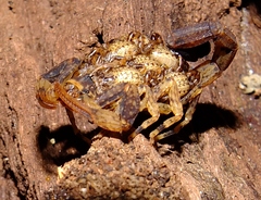 Tityus silvestris