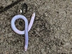 Leposternon microcephalum