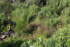 Fumaria muralis muralis