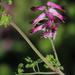 Common Ramping-Fumitory - Photo (c) Tony Rebelo, some rights reserved (CC BY-SA)