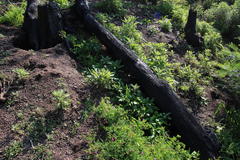 Fumaria muralis muralis