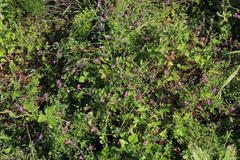 Fumaria muralis muralis