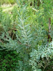 Petalostylis labicheoides