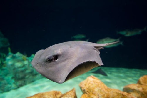 Representative image of Pteroplatytrygon