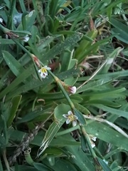 Polygonum equisetiforme