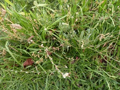 Polygonum equisetiforme