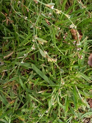 Polygonum equisetiforme