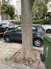 Ceiba speciosa