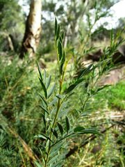 Petalostylis labicheoides