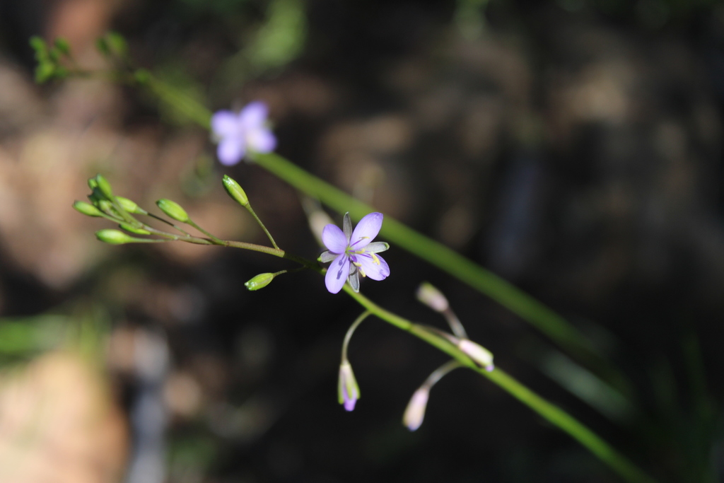 Heliophila elata