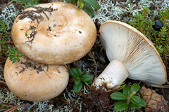 Lactarius musteus