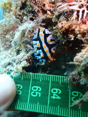 Phyllidia marindica