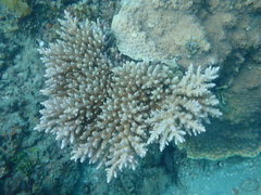 Acroporidae
