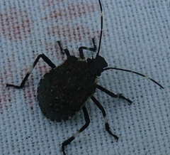 Halyomorpha halys