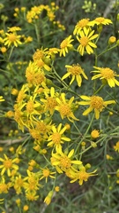 Senecio brasiliensis