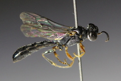 Trypoxylon syriacum