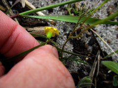 Steirodiscus tagetes