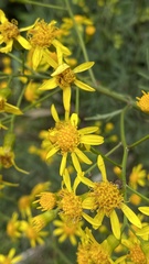 Senecio brasiliensis