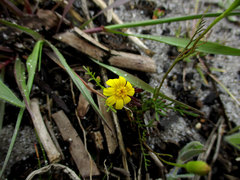 Steirodiscus tagetes