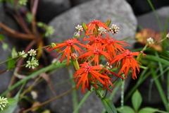 Silene wilfordii