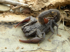 Hottentotta gentili