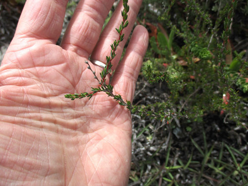 Cliffortia ericifolia, photograph 3