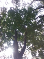 Ulmus