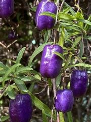Billardiera macrantha