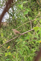 Thamnornis chloropetoides