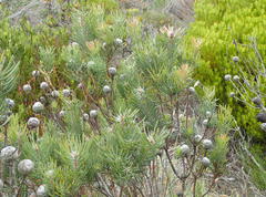 Leucadendron galpinii