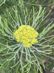 Hymenolepis crithmifolia
