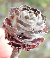 Leucadendron galpinii