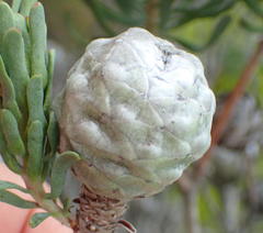 Leucadendron galpinii