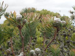 Leucadendron galpinii