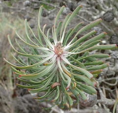 Leucadendron galpinii