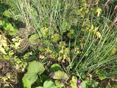 Lamium maculatum
