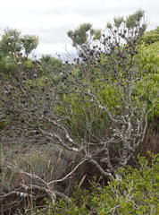 Leucadendron galpinii
