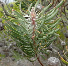 Leucadendron galpinii