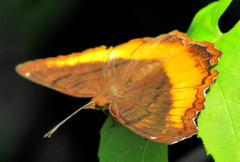 Eurytela dryope angulata