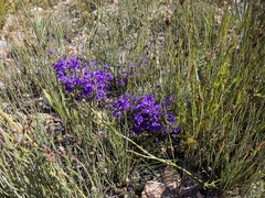 Amphithalea biovulata