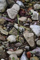 Cyperus orthostachyus