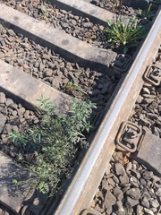 Hippophae rhamnoides