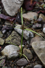 Cyperus orthostachyus