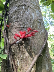 Neorudolphia volubilis