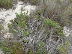 Cullumia carlinoides