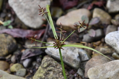 Cyperus orthostachyus