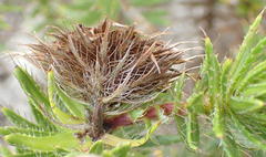 Cullumia carlinoides