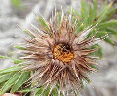 Cullumia carlinoides