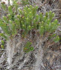 Cullumia carlinoides